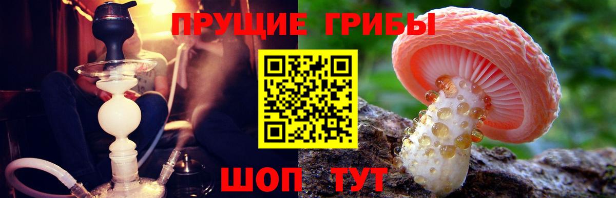 Губкин  Галлюциногенные грибы Psilocybe  Вход с VPN 